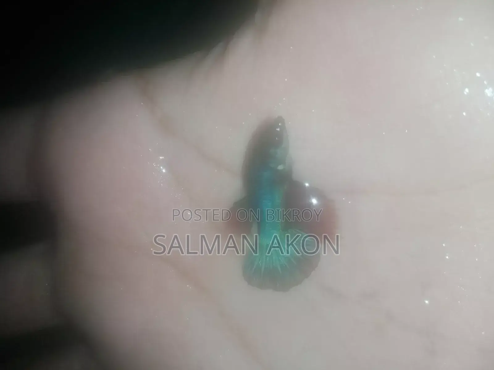 Halfmoon and Rosetail Fighter fry
