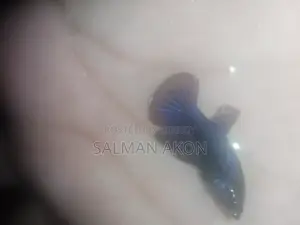 Halfmoon and Rosetail Fighter fry