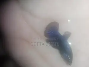 Halfmoon and Rosetail Fighter Fry