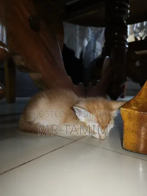০-১ মাস বয়সী স্ত্রী পিওরব্রেড বেঙ্গল