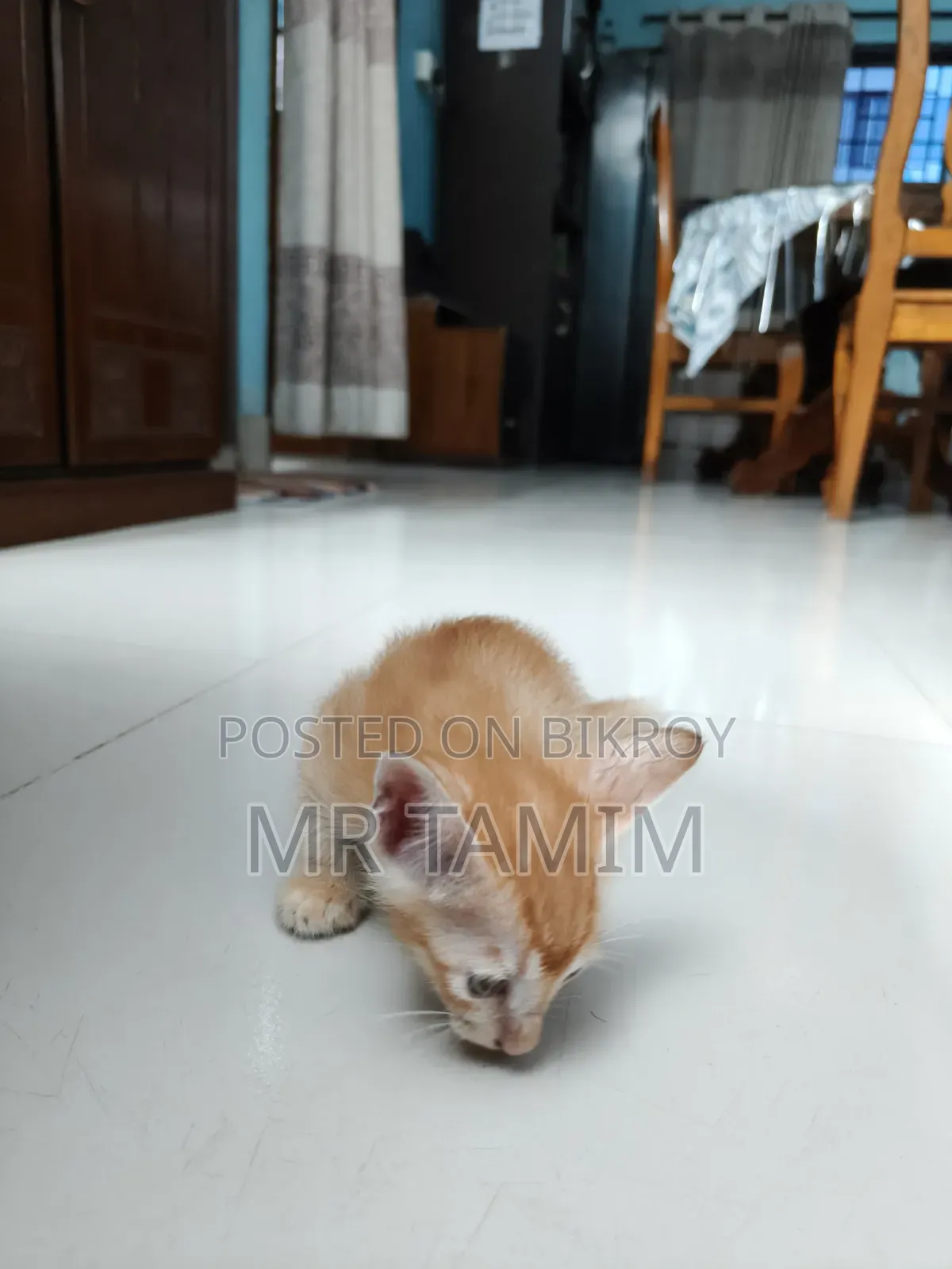 ০-১ মাস বয়সী স্ত্রী পিওরব্রেড বেঙ্গল