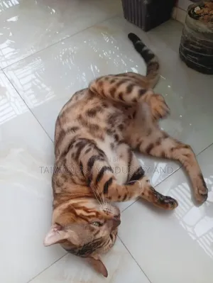 ১+ বছরের পুরুষ পিওরব্রেড বেঙ্গল