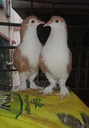 একজোড়া সিরাজী কবুতর যোগাযোগ করলে ফোন দিন