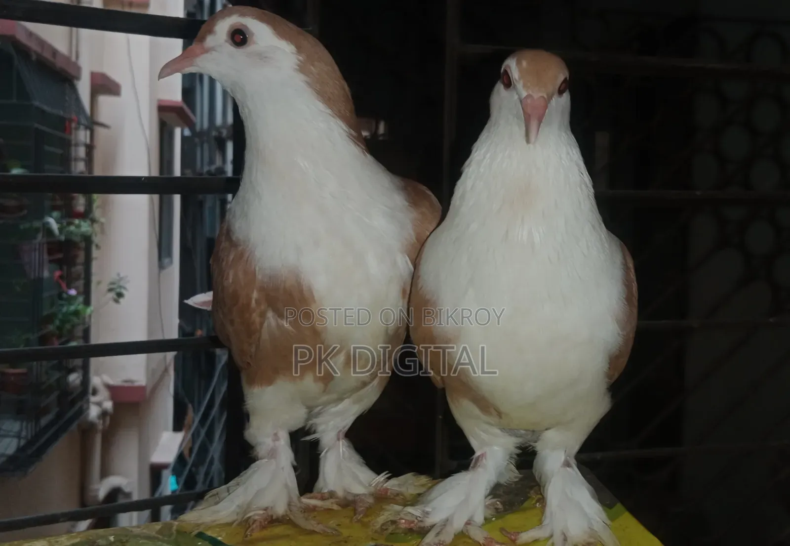 A pair of Siraji pigeons, please call if interested