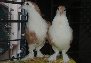 A pair of Siraji pigeons, please call if interested