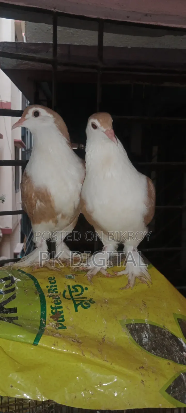 A pair of Siraji pigeons, please call if interested