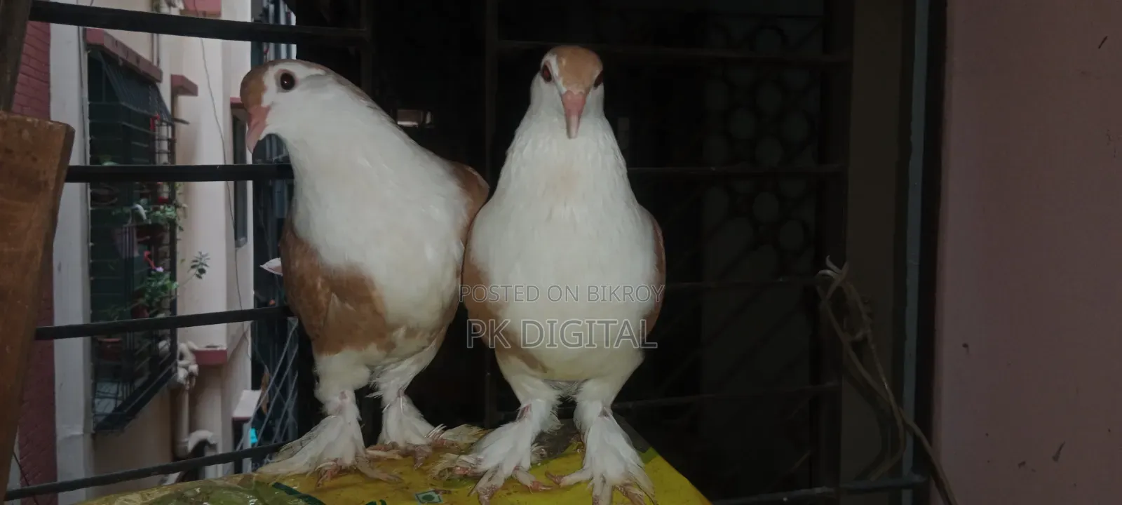 A pair of Siraji pigeons, please call if interested