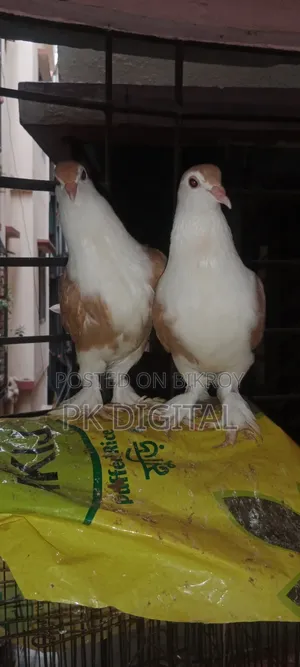 A pair of Siraji pigeons, please call if interested