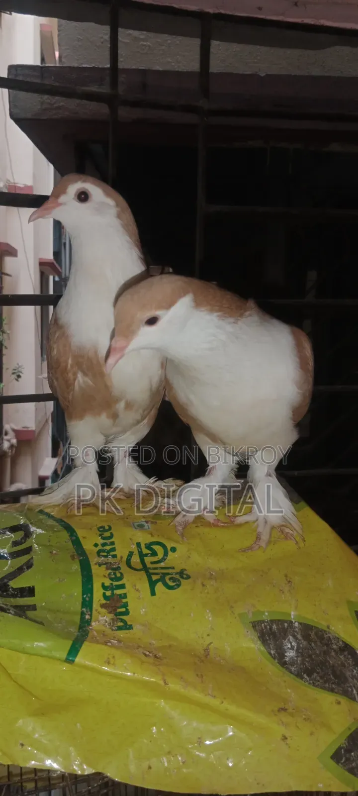 A pair of Siraji pigeons, please call if interested