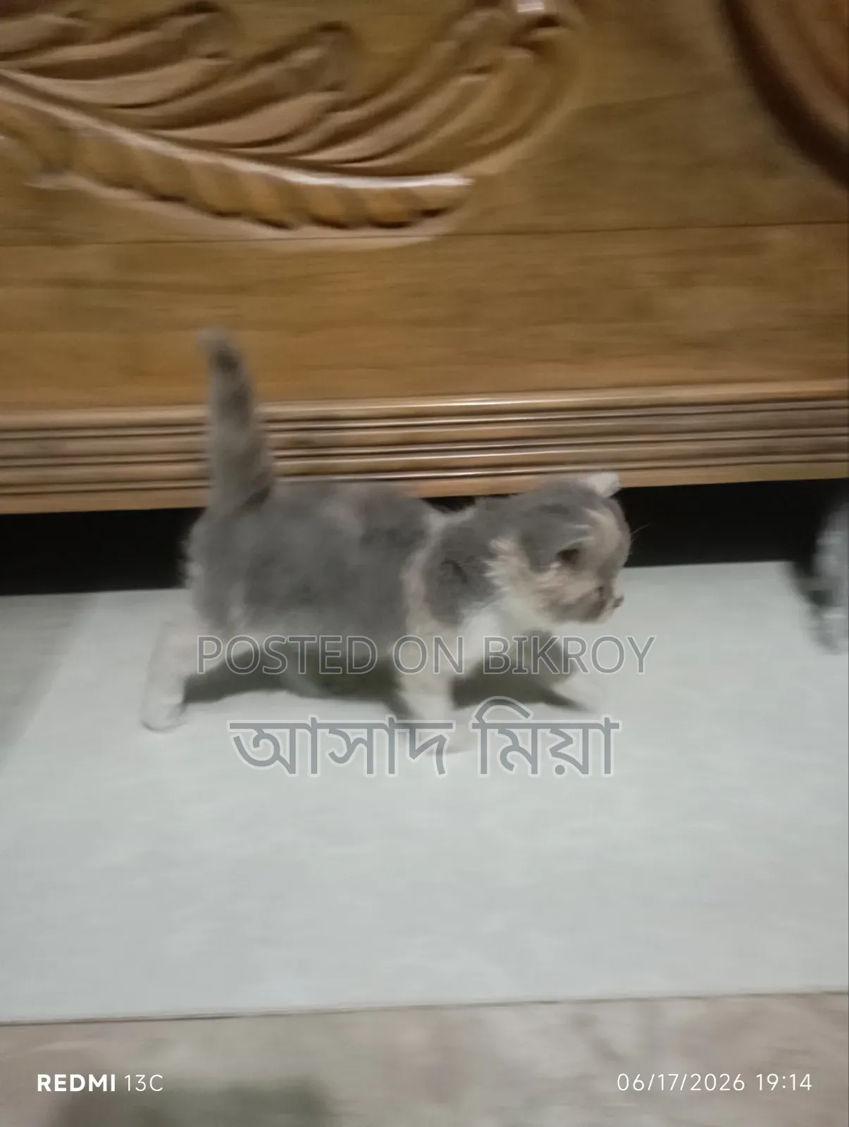 ০-১ মাস বয়সী মেয়ে পার্সিয়ান বিড়াল