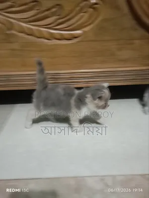 ০-১ মাস বয়সী মেয়ে পার্সিয়ান বিড়াল