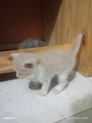 ০-১ মাস বয়সী মেয়ে পার্সিয়ান বিড়াল
