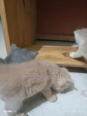 ০-১ মাস বয়সী মেয়ে পার্সিয়ান বিড়াল