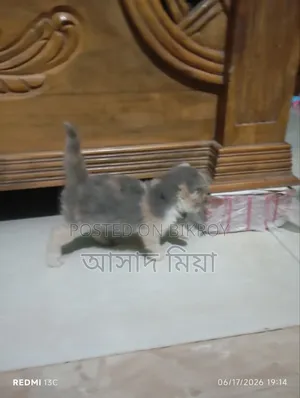 ০-১ মাস বয়সী মেয়ে পার্সিয়ান বিড়াল