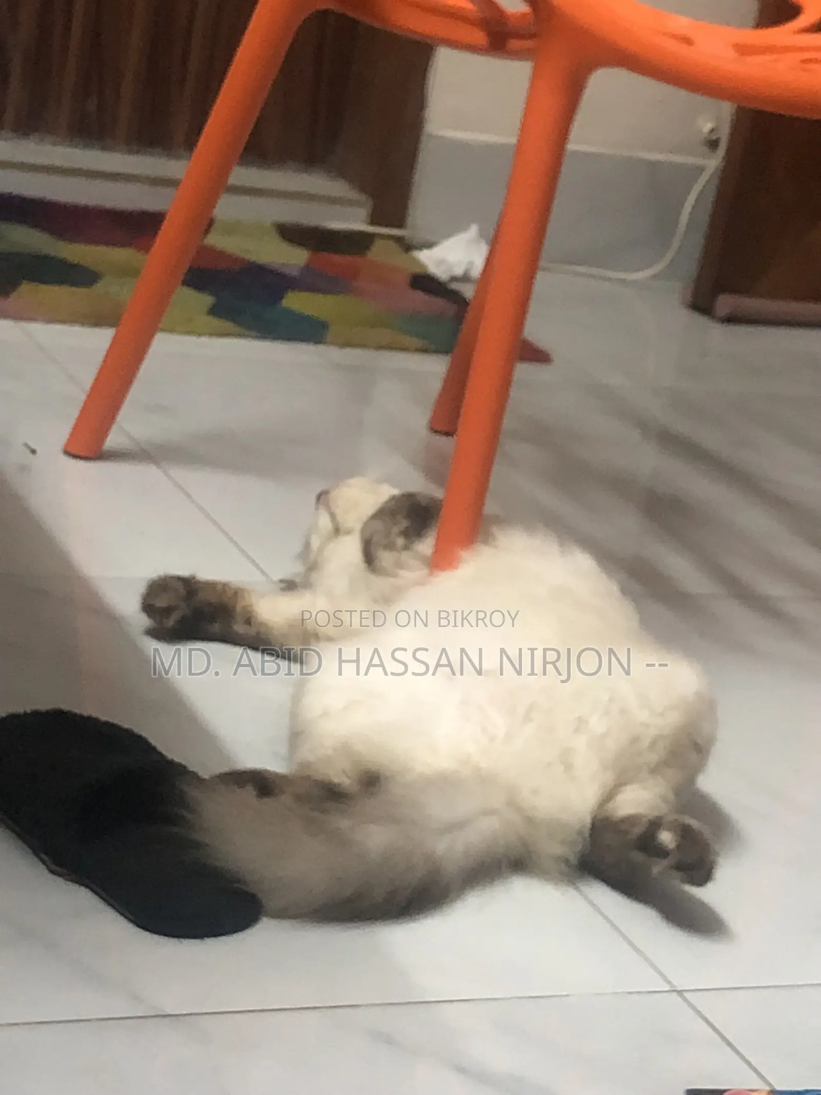 ৬-১২ মাস বয়সী নারী মিশ্র জাতের হিমালয়ান