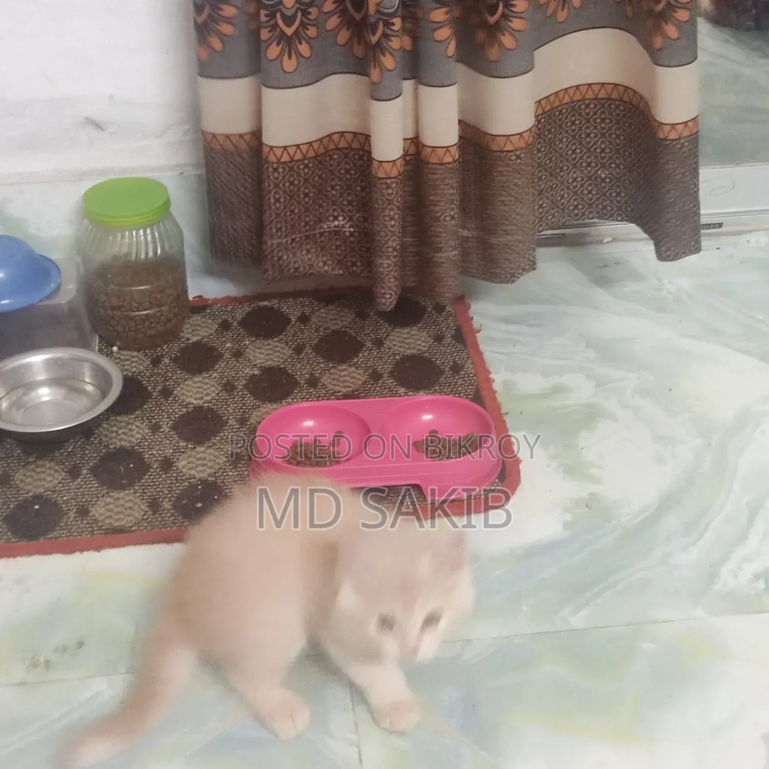 3-6 Months Female Purebred Persian