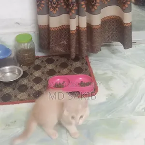 3-6 Months Female Purebred Persian