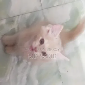 3-6 Months Female Purebred Persian
