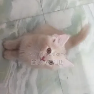 3-6 Months Female Purebred Persian