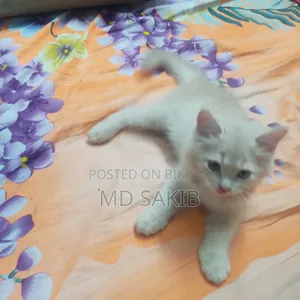 3-6 Months Female Purebred Persian