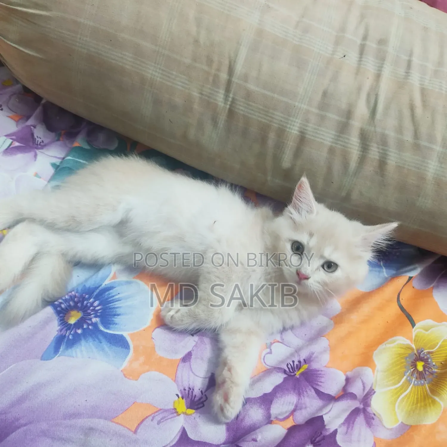 3-6 Months Female Purebred Persian
