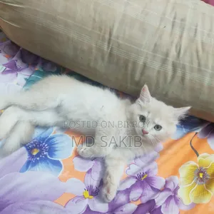 3-6 Months Female Purebred Persian