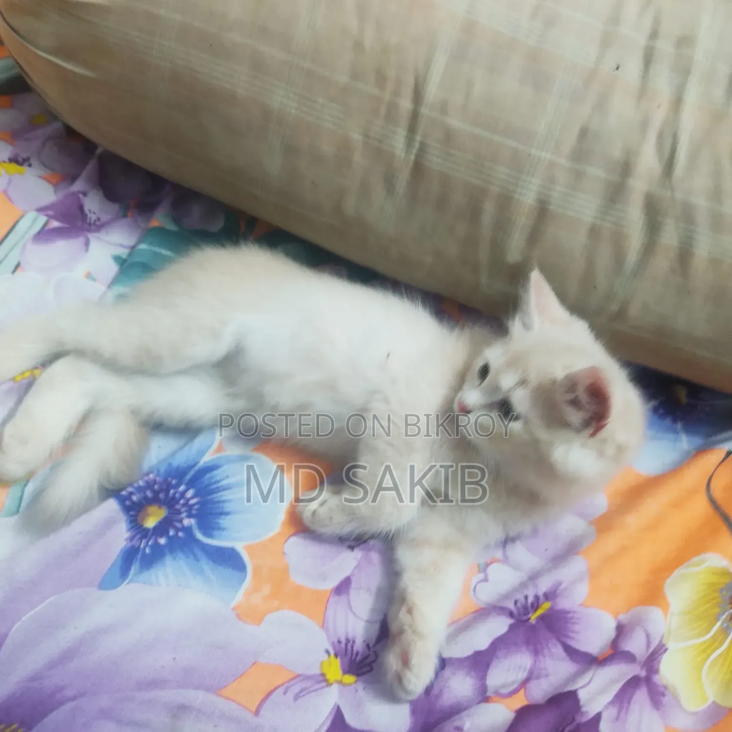3-6 Months Female Purebred Persian