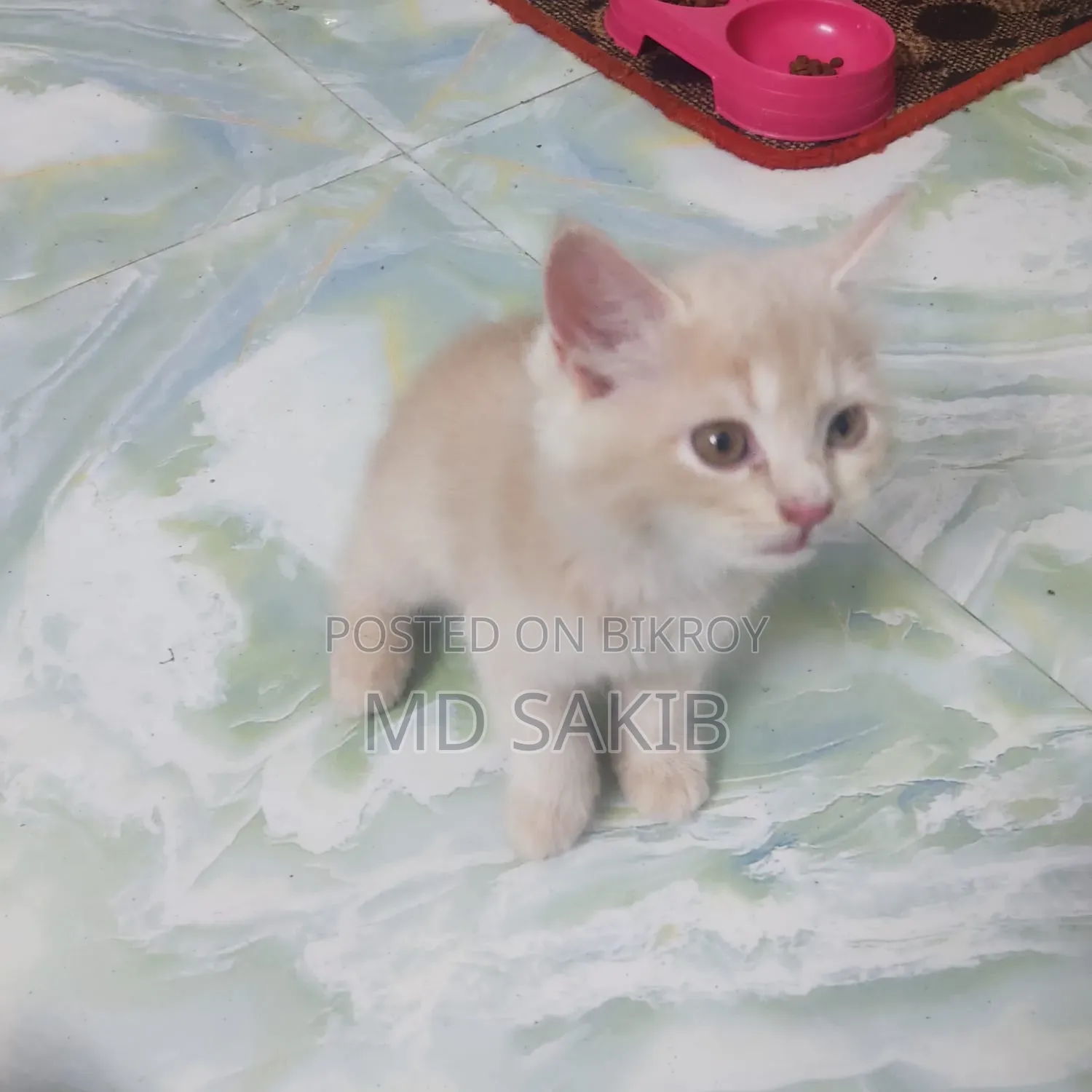 3-6 Months Female Purebred Persian