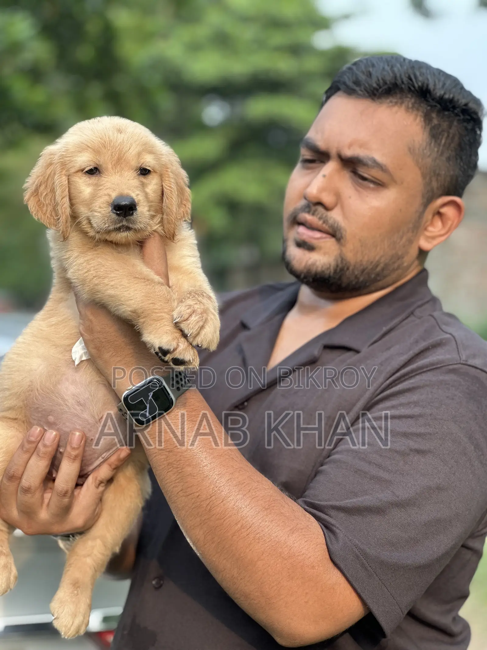 1-3 Months Male Purebred Golden Retriever