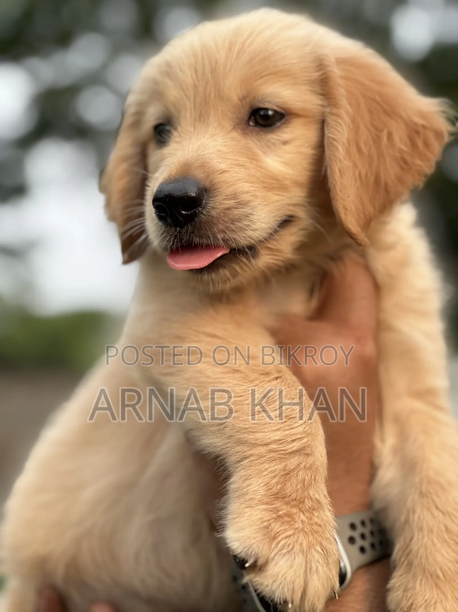 1-3 Months Male Purebred Golden Retriever