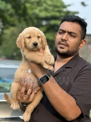 1-3 Months Male Purebred Golden Retriever