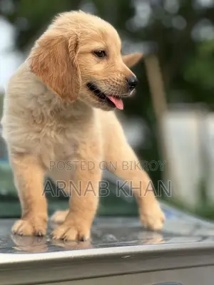 1-3 Months Male Purebred Golden Retriever