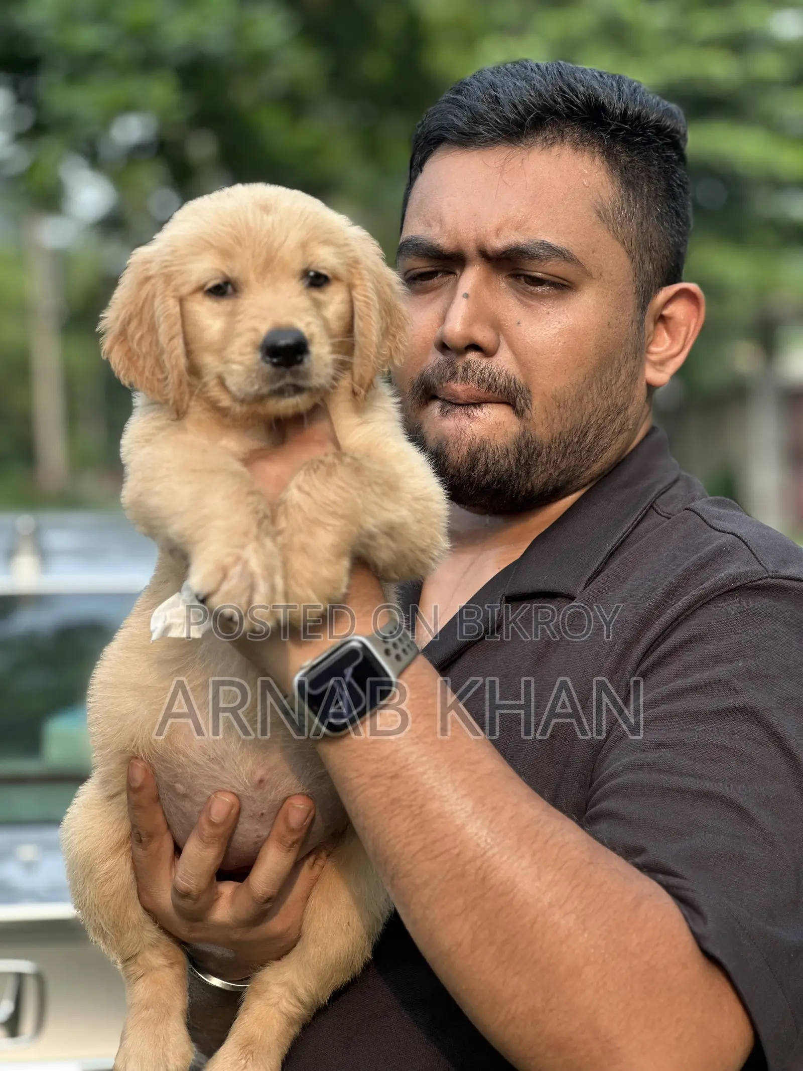 1-3 Months Male Purebred Golden Retriever
