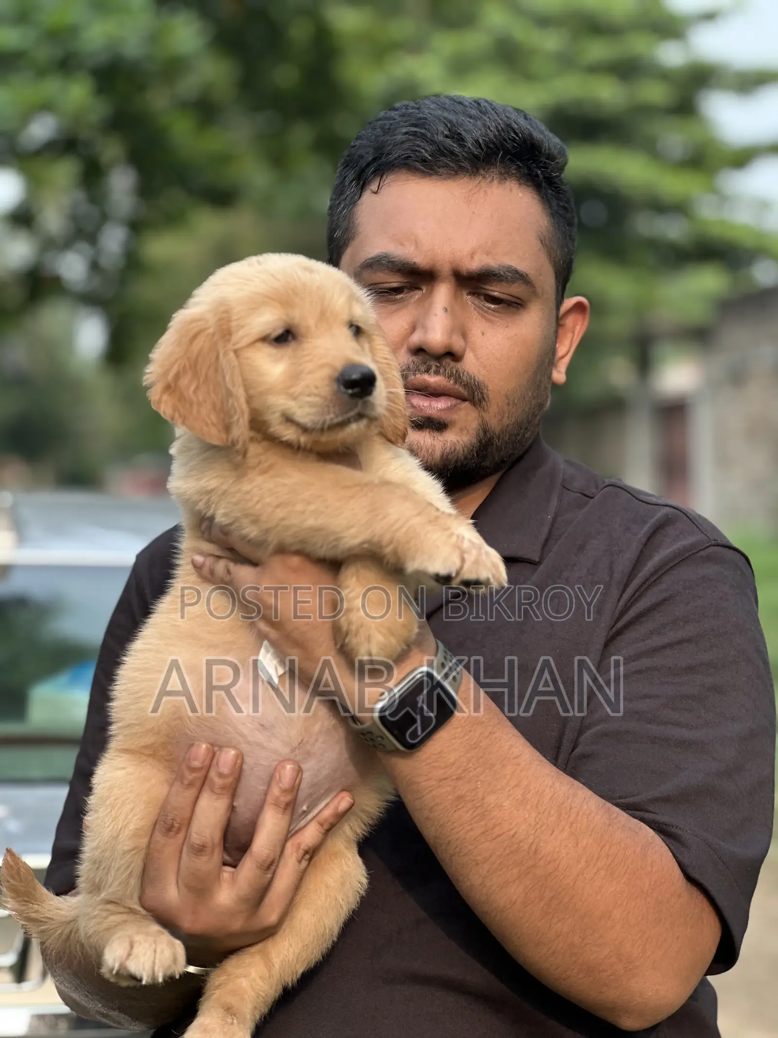 1-3 Months Male Purebred Golden Retriever