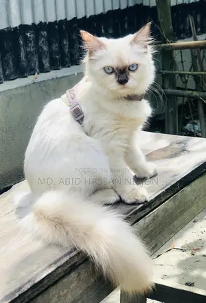 ৬-১২ মাস বয়সী নারী মিশ্র জাতের হিমালয়ান