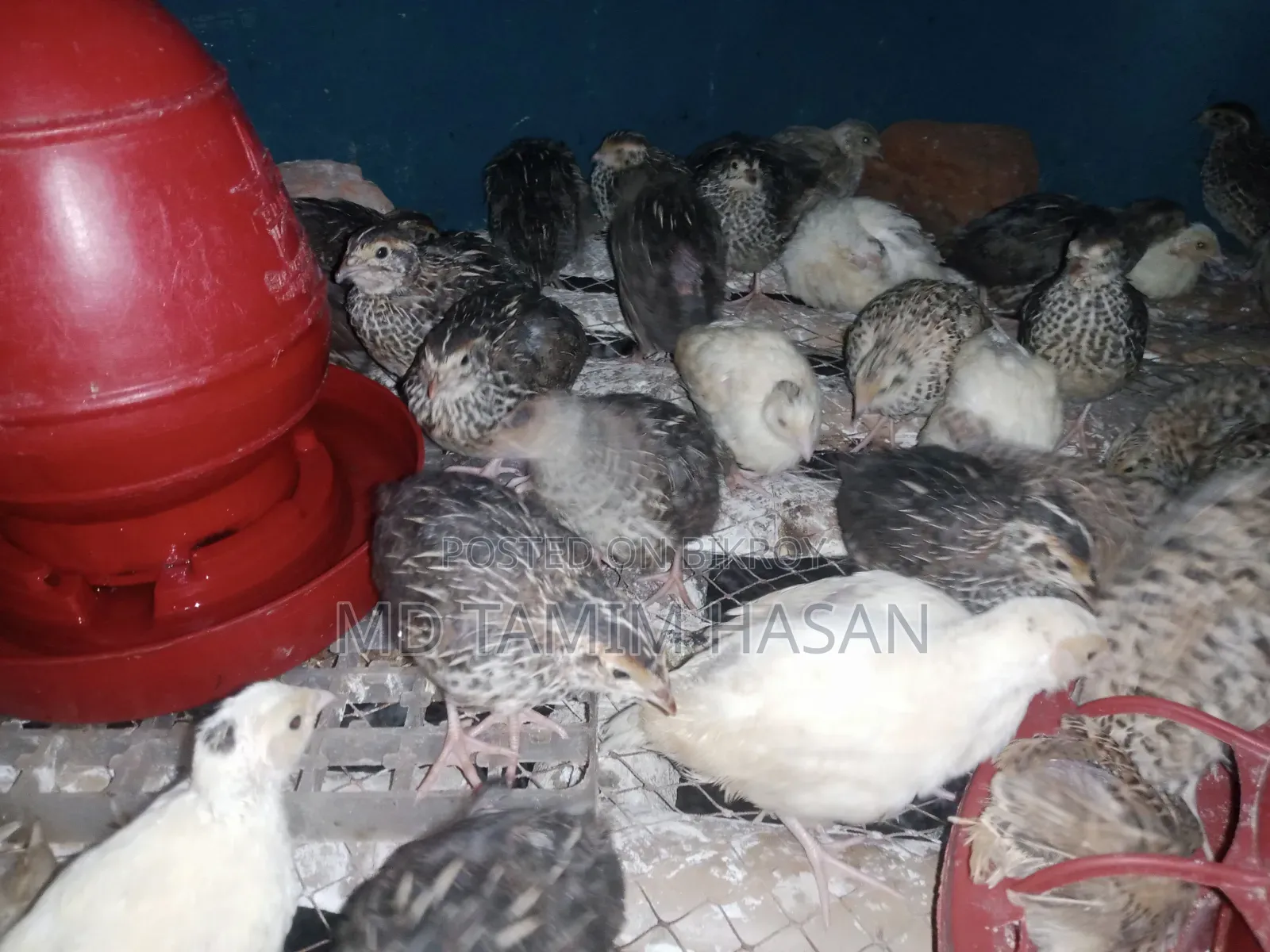 You can buy local chickens and quail chicks