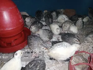 You can buy local chickens and quail chicks