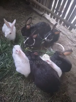 ৬টা খরগোশ বিক্রি হবে