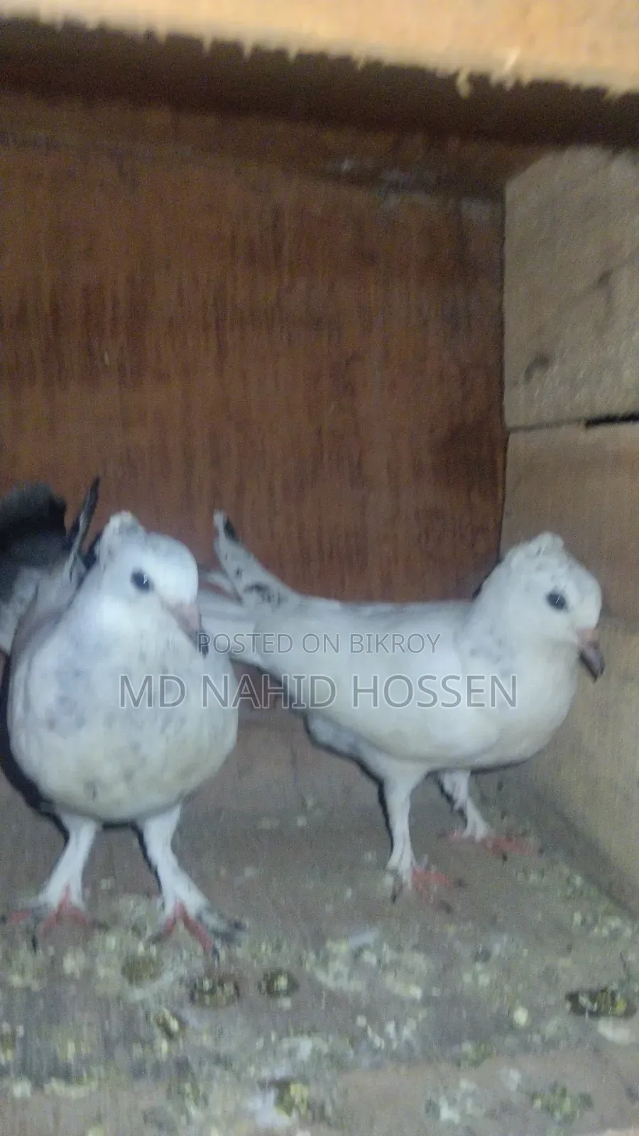 Rajshahi Giribaz Pigeon