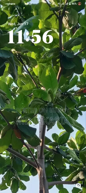 New Vivo Y03 64 GB Green