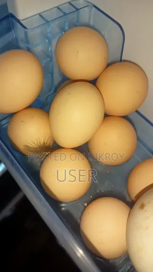 Silkie Chicken Hatching Eggs and European Coturnix Giant Quail Hatching Eggs