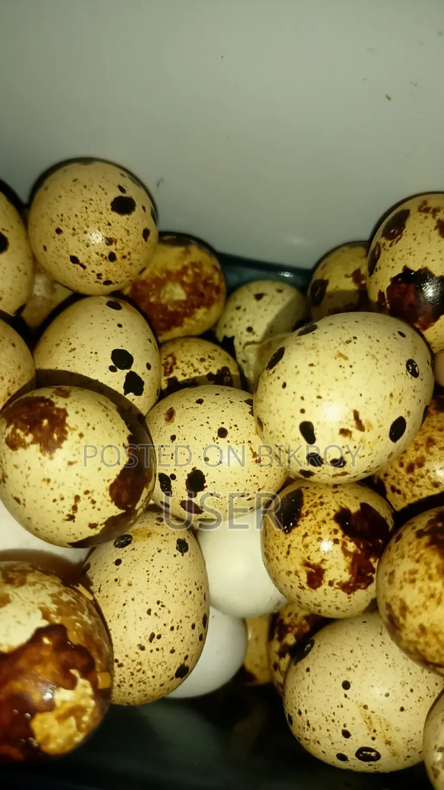 সিল্কি মুরগির বীজডিম ও ইউরোপীয়ান কটনেক্স জায়েন্ট কয়েলের বীজডিম