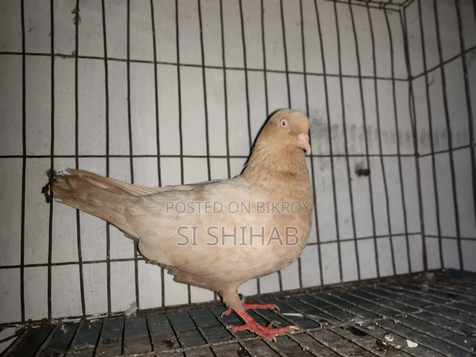 ৭ টা রানিং কবুতরে