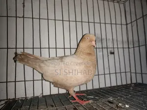 ৭ টা রানিং কবুতরে