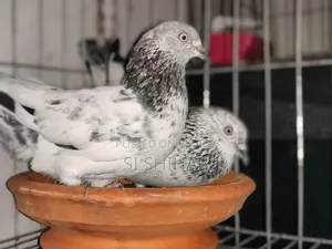 ৭ টা রানিং কবুতরে