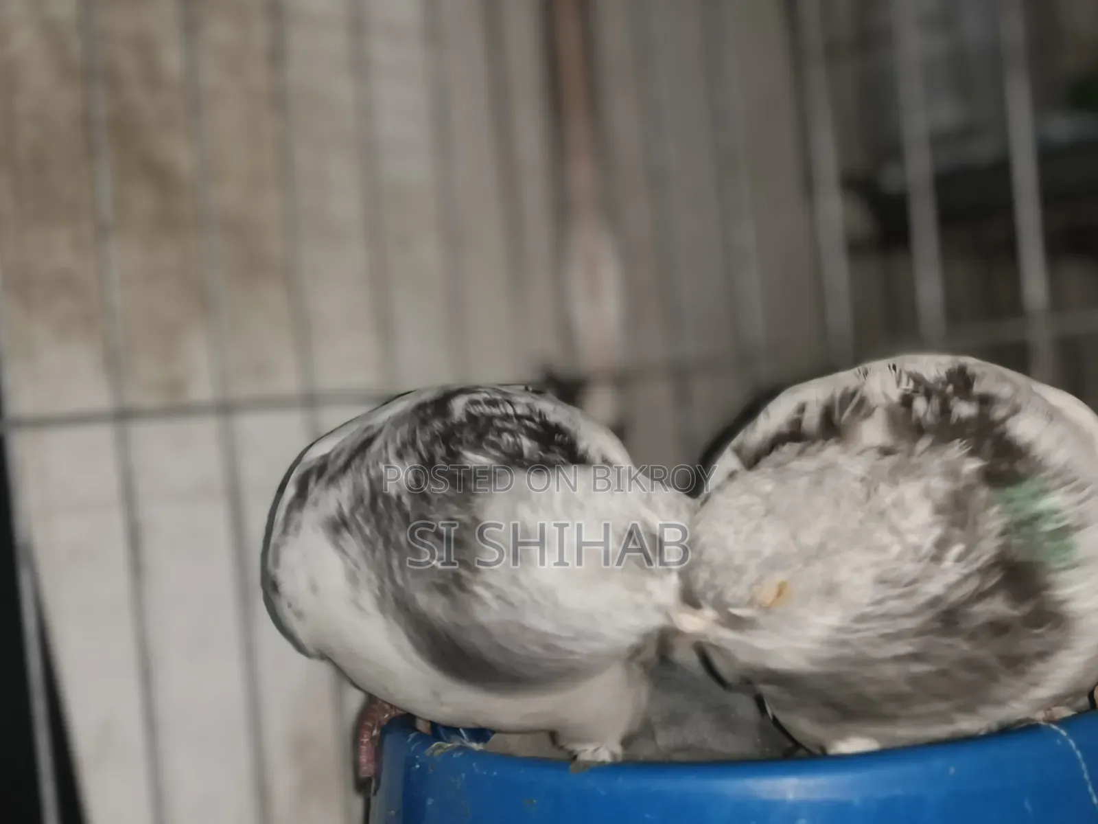 ৭ টা রানিং কবুতরে