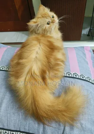 3-6 Months Female Purebred Persian