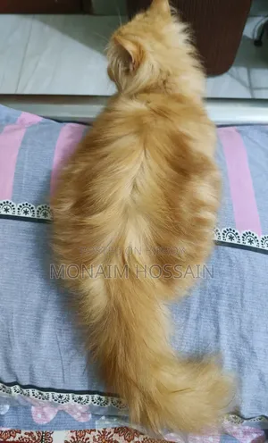 ৩-৬ মাস বয়সী স্ত্রী পিওর পার্শিয়ান বিড়াল