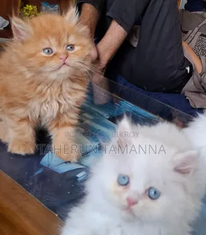1-3 Months Female Purebred Persian