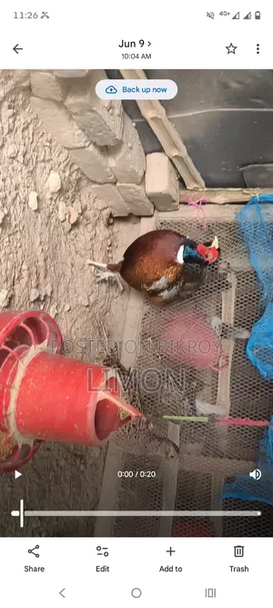 রিংনেক ফিজেন্ট রানিং